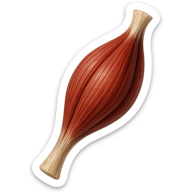 muscolo umano porzione anatomica iperrealistico sticker
