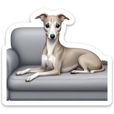 Un Lévrier￼ whippet blanc et gris dans un canapé sticker