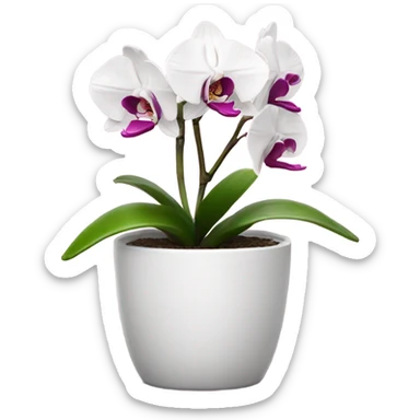 white and magenta orchid in small pot  sticker