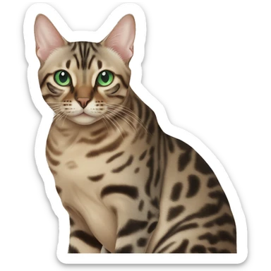 Seal Bengal cat with Blue eyes + charcoal Sepia bengal cat with Green eyes sitting  sticker
