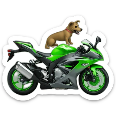Gray a dog is riding on green Kawasaki ninja sticker