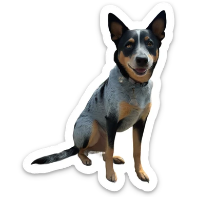 Blue heeler on hike sticker