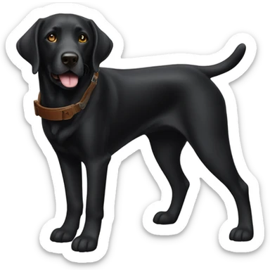 Black lab with a shotgun sticker
