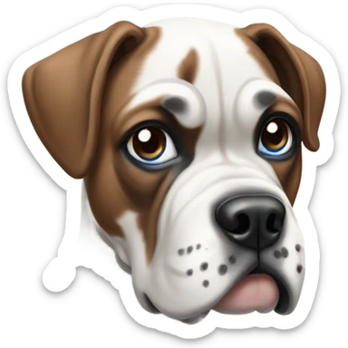 White boxer with blue and brown eyes sticker