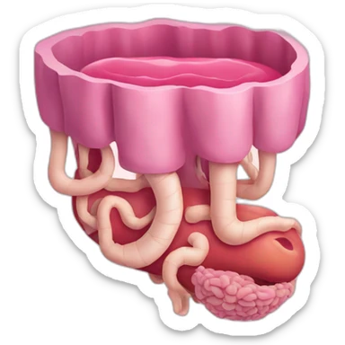 the digestive system sticker