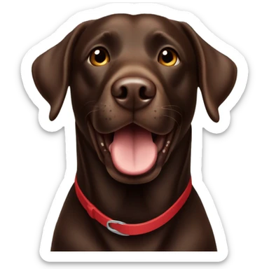 Happy sweet 3 year old chocolate brown Labrador with a red collar  sticker
