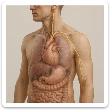 realistic 4K image of human body with vagus nerve highlighted, oblique view, anatomical details, visible vagus nerve path, transparency on internal organs, natural colors, neutral background sticker