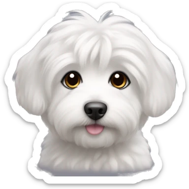 cute coton de tulear puppy with only short dark grey ear sticker