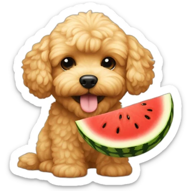 golden maltipoo eats watermelon sticker
