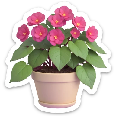 Begonia Rex with greenish-purple spiral center leaves in a beige pot sticker