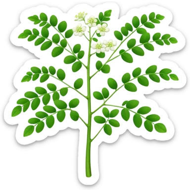 Moringa plant  sticker