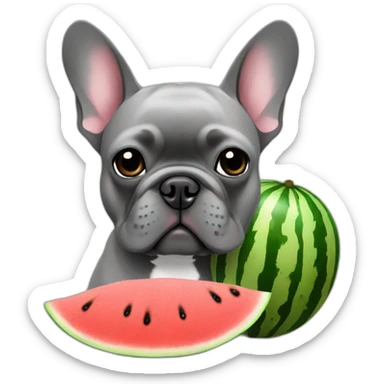 Gray french bulldog with watermelon sticker