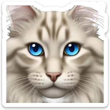 cream & grey colored maine coon cat with blue eyes sticker