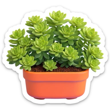 Sedum Pachyphyllum succulent with chubby blue-green leaves sticker