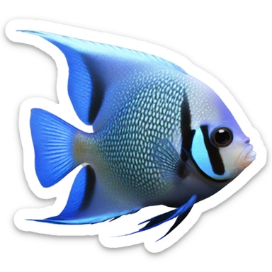 Smokey Blue freshwater Angelfish sticker