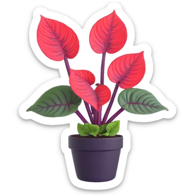 Alocasia azlanii (Red Mambo) plant with heart-shaped leaves in purple and dark green with red veins, in black ceramic pot sticker