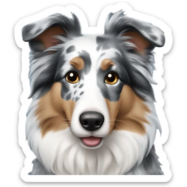 Blue merle Borner Collie with Blue, brown eyes  sticker