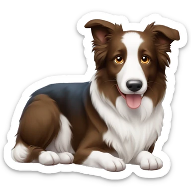 Border collie castanho claro e branco com um lacinho azul no pescoço  sticker