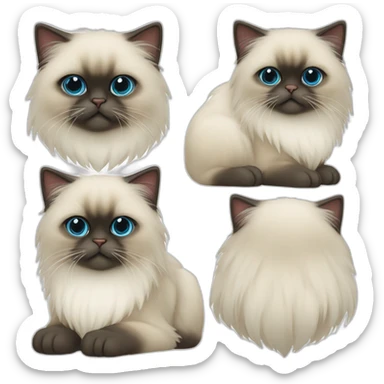 himalayan cat color blue cream sticker