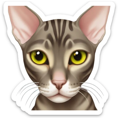 Dark Brown tabby sphynx stripes yellow green eyes sticker