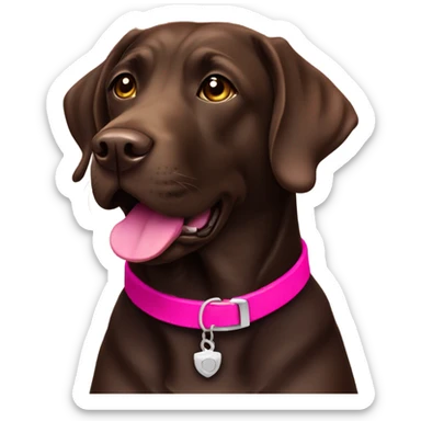 Dark brown labrador with hot pink collar sticker