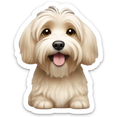 Short hair, beige Havanese dog sitting sticker