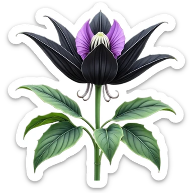 Isolated, 3D rendering, hyperrealistic, ultra detailed Black Bat Flower (Tacca chantrieri) 4k, dpi 300 sticker