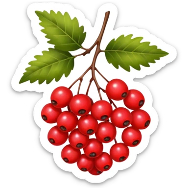 rowan/mountain ash berries, simple sticker