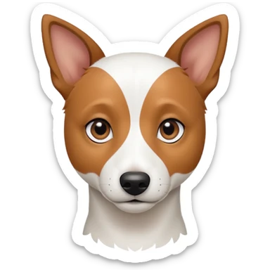 a fully white jack russell the size of a kelpie with a half white face sticker