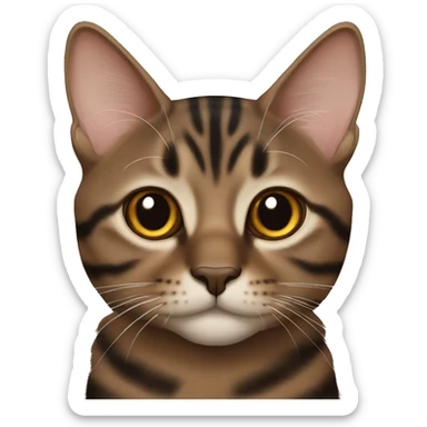 Brown black tabby cat Scottish straight  sticker