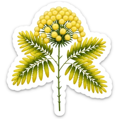 Mimosa flower  sticker