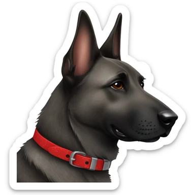 dutch shepherd dog with a brindle coat wearing a red collar sticker