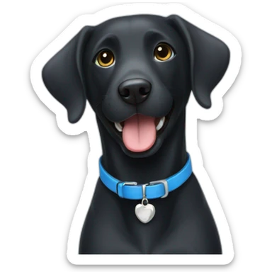 Happy Black Labrador wearing a blue collar with a bone shaped name tag sticker