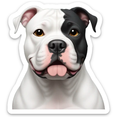 Black American Bully with a white chest marking sticker