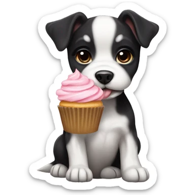 Cute big eyed Black and white teddy Roosevelt terrier puppy (no brown) eating a cupcake sticker