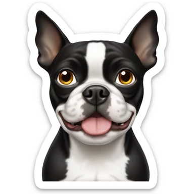 Boston terrier dog with one white eye sticker