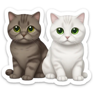 Two Scottish fold cats one brown with green eyes and one white with blue eye  sticker