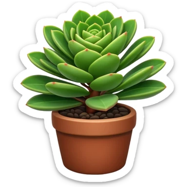 CRASSULA
 sticker