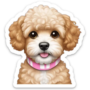 Caramel Maltipoo with white stripe on the muzzle and pink collar sticker