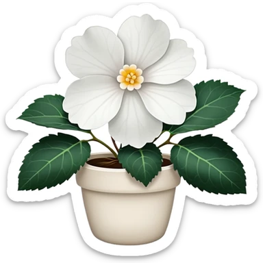 super realistic white begonia, singular, no leaf sticker