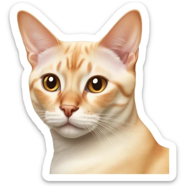 realistic cat portrait close up flame point Siamese  sticker