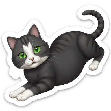 beautiful female solid dark grey cat with green eyes, white toes/paws and white patch on her chest playfully rolling upside down sticker