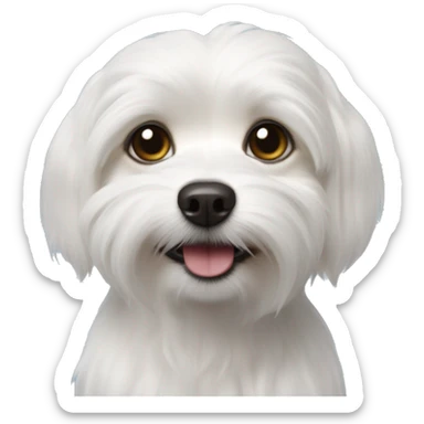 Coton de tulear chihuahua mix sticker
