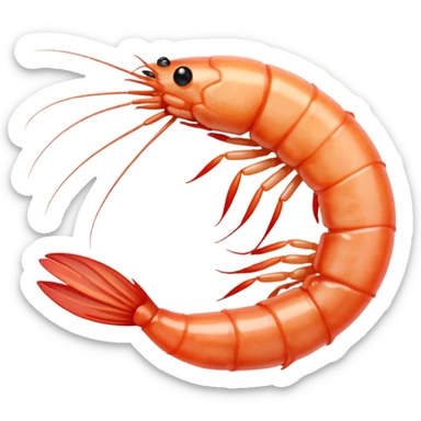 White shrimp  sticker