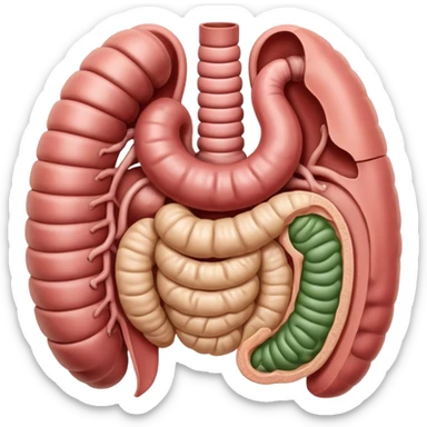 intestino e estomago sticker