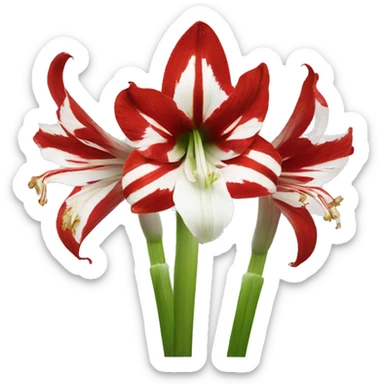 Red and white amaryllis sticker