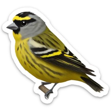 Eurasian siskin  sticker