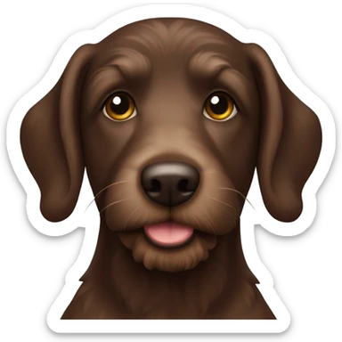 chocolate labradoodle/lab mix sticker