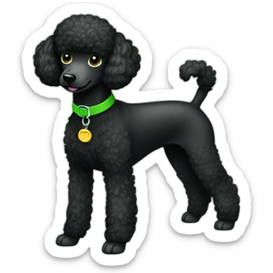 A single Energetic dark black mini poodle with short hair and green collar sticker