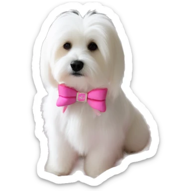 Long haired Coton de Tulear dog with pink harness and pink hair bow, pink dog bed, Zoey written on her bed sticker